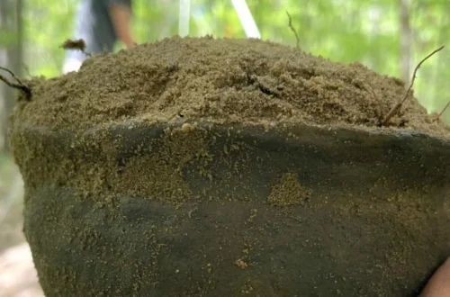 An intact gray pottery vessel discovered during excavation at Mission San Francisco de Potano