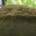 An intact gray pottery vessel discovered during excavation at Mission San Francisco de Potano