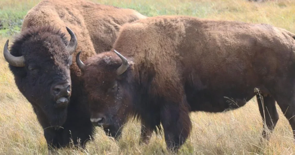 Ancient bison bones used in a genetic study of North American herds