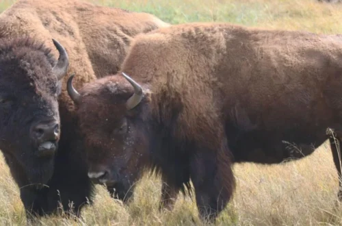 Ancient bison bones used in a genetic study of North American herds