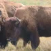 Ancient bison bones used in a genetic study of North American herds