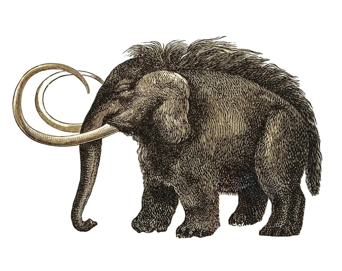 Fossil bones from Ice Age animals preserved at the La Brea Tar Pits in Los Angeles