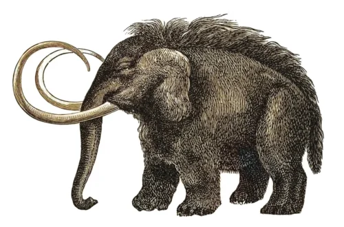 Fossil bones from Ice Age animals preserved at the La Brea Tar Pits in Los Angeles