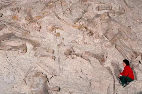 A fossil footprint preserved in a stone capstone