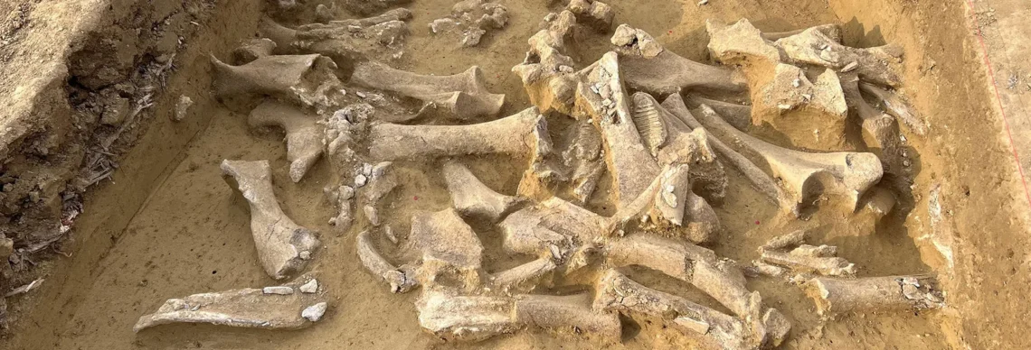 Woolly mammoth bones analyzed with DNA to determine the sex of animals at ancient sites