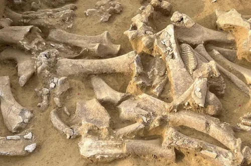 Woolly mammoth bones analyzed with DNA to determine the sex of animals at ancient sites