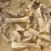 Woolly mammoth bones analyzed with DNA to determine the sex of animals at ancient sites