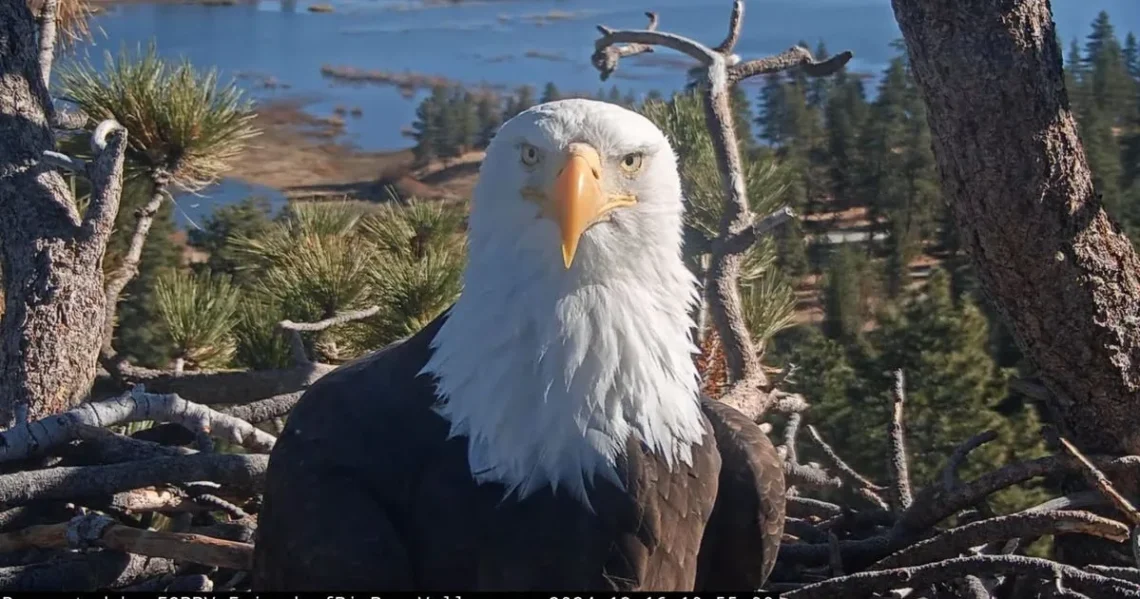 A bald eagle known as Jackie, linked to Big Bear Lake and wildlife care efforts