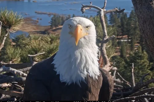 A bald eagle known as Jackie, linked to Big Bear Lake and wildlife care efforts