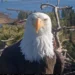 A bald eagle known as Jackie, linked to Big Bear Lake and wildlife care efforts